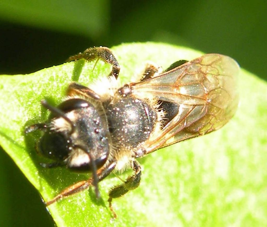 Andrena sp da Le.Mont.Saint.Michel